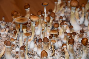 Magic Mushroom stock images. Psilocybin mushroom images. A group of magic mushrooms. Home mushroom cultivation clipart