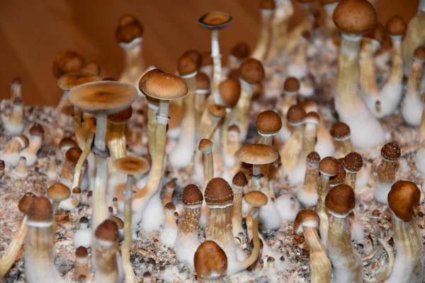 Magic Mushroom stock images. Psilocybin mushroom images. A group of magic mushrooms. Home mushroom cultivation