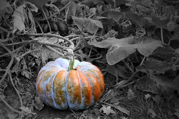 Citrouilles Dans Jardin Images Stock Belle Décoration Automne Avec Des — Photo