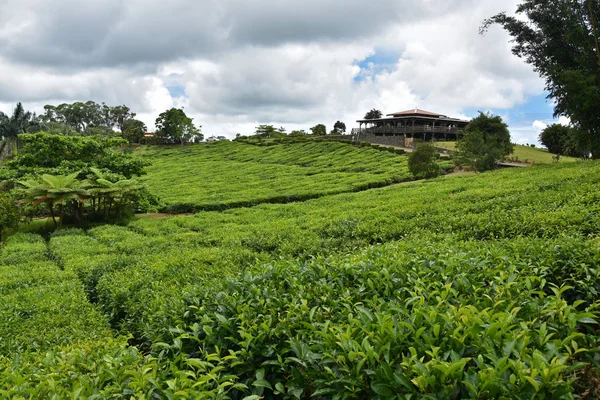 Tea plantation in Mauritius stock images. Bois Cheri Tea Factory. Beautiful tea plantation with white cloud blue sky and sun light. Tourist attraction in Mauritius