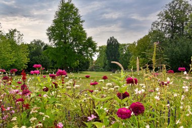 Prag'daki City Park hisse senedi görüntüleri. Kentsel peyzaj fotoğrafı. Prag'daki Letna Parkı. Parkta pembe çiçekler. Prag'da güzel bir yer