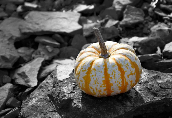 Decorative Pumpkin Garden Stock Images Beautiful Autumn Decoration Pumpkin Halloween — Stock Photo, Image