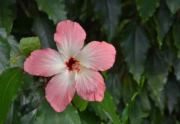Hibisco Rosa Fundo Verde Imagens Stock Fundo Floral Verão Lindas — Fotografia de Stock