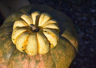 Sarı balkabağı desenli resimler. Bahçedeki balkabakları. Balkabaklarıyla güzel bir sonbahar süsü. Cadılar Bayramı balkabağı süslemesi