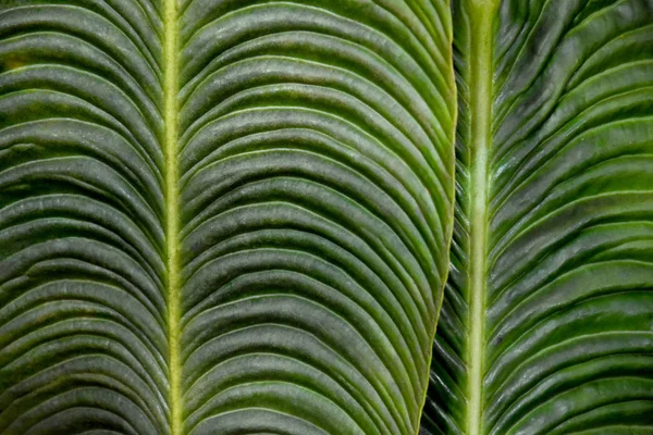 Изображения Фоновых Листьев Зеленой Пальмы Пальмовые Листья Детализируют Фондовые Изображения — стоковое фото
