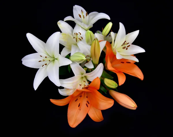 Hermosa Flor Lirio Blanco Naranja Vista Superior Imágenes Stock Flor — Foto de Stock