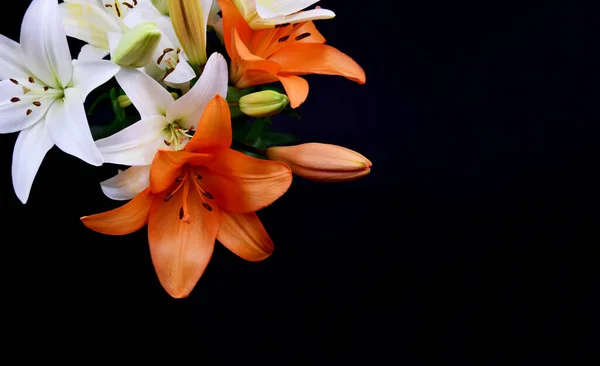 Beautiful white and orange lily flower frame stock images. Lily flower isolated on a black background with copy space for text. Bouquet of lilies border images. A beautiful bunch of flower images