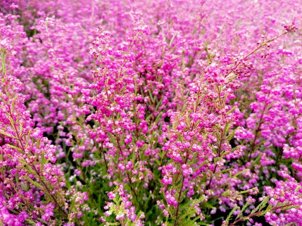 Roze Heide Bloemen Stock Afbeeldingen Mooie Bloeiende Heide Stock Foto — Stockfoto