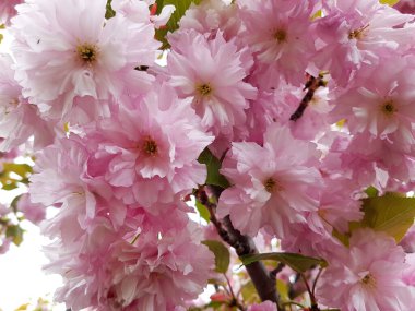 Japon Kiraz Çiçeği Ağacı Baharı. Süslü bahçe kiraz ağacı çiçek açtı.