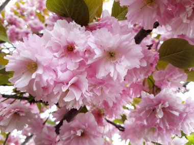 Japon Kiraz Çiçeği Ağacı Baharı. Süslü bahçe kiraz ağacı çiçek açtı.