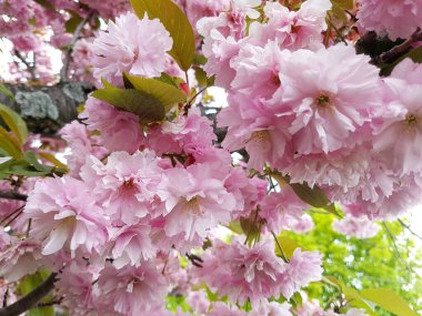 Japon Kiraz Çiçeği Ağacı Baharı. Süslü bahçe kiraz ağacı çiçek açtı.