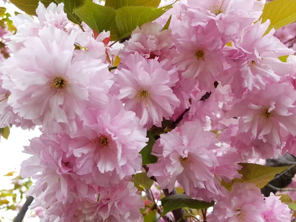 Japanese Cherry Sakura Bloom Tree Spring Ornamental Garden Cherry Tree — Stock Photo, Image