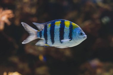 Akvaryum balığı - başçavuş ya da pntano. Saxatilis.