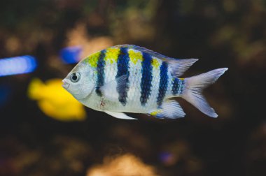Akvaryum balığı - başçavuş ya da pntano. Saxatilis.