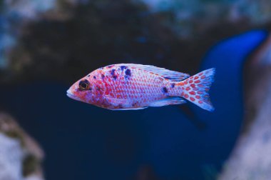 Akvaryum balığı, Cichlids. Perciformes sırasına göre Cichlidae familyasından balıklar.