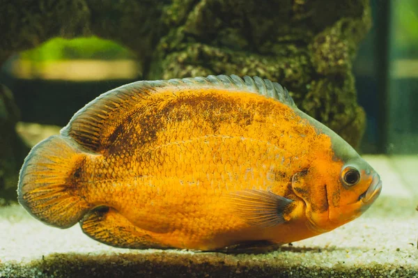 Oscar Astronotus Ocellatus Fish Cichlid Family Exotic Popular Aquarium Fish — 스톡 사진
