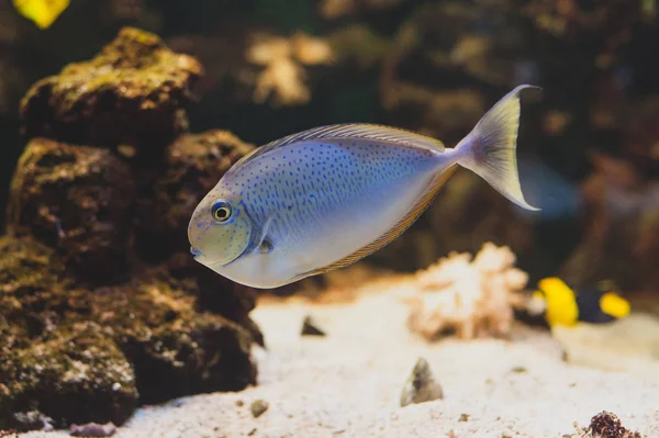 Aquarium Fish Acanthurus Bariene Black Spot Surgeonfish — 스톡 사진