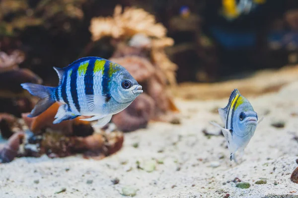 Akvaryum balığı - başçavuş ya da pntano. Saxatilis.