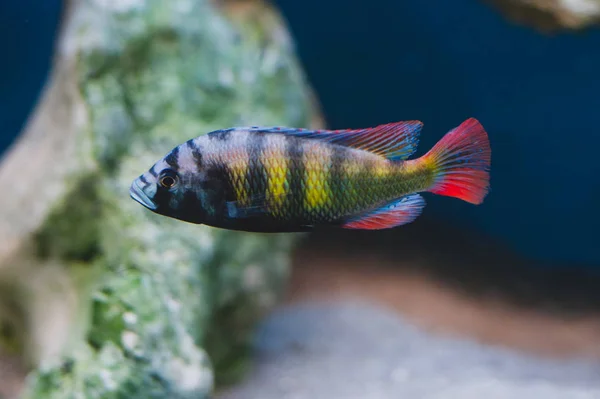 Aquarium Fish Cichlids Fish Family Cichlidae Order Perciformes — 스톡 사진