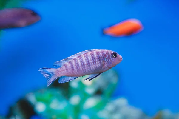 Aquarium Fish Cichlids Fish Family Cichlidae Order Perciformes — 스톡 사진