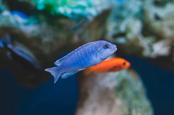 Ryby Akwariowe Cychlidy Ryby Rodziny Cichlidae Kolejności Perciformes — Zdjęcie stockowe