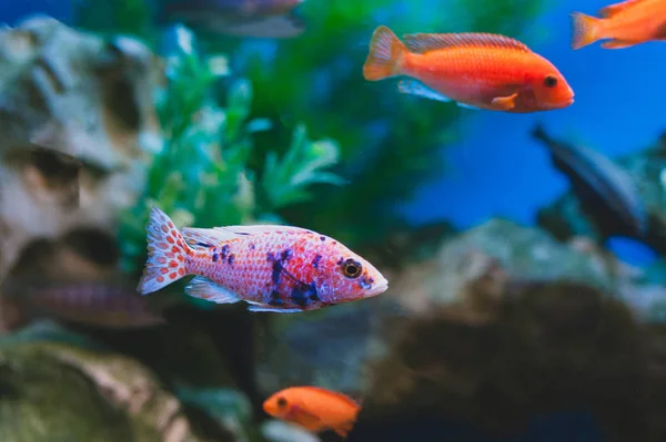 Aquarium Fish Cichlids Fish Family Cichlidae Order Perciformes — 스톡 사진