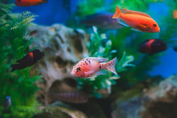 Aquarium Fish Cichlids Fish Family Cichlidae Order Perciformes — 스톡 사진