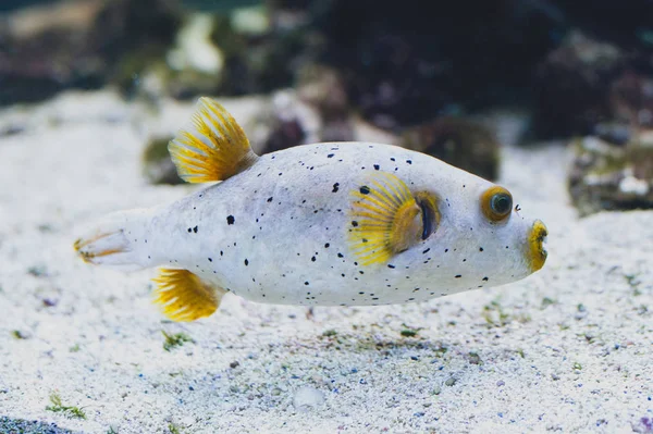 Puffer Czarnoplamisty Arothron Nigropunctatus Lub Bufor Twarzy Psa Tropikalne Ryby — Zdjęcie stockowe