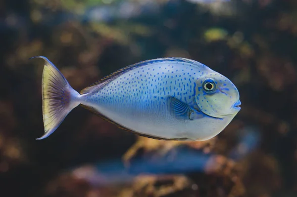 Ryby Akwariowe Acanthurus Bariene Chirurg Czarnodzioby — Zdjęcie stockowe