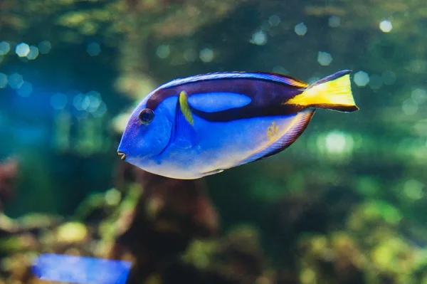 Paracanthurus Hepatus Lub Niebieskie Tang Tang Królewski Chirurg Paletowy — Zdjęcie stockowe