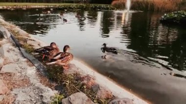 Vahşi ördekler gün batımında gölde yüzerler.