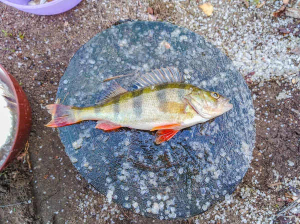 Gros Plan Poisson Perchoir Couché Sur Une Bille Bois — Photo