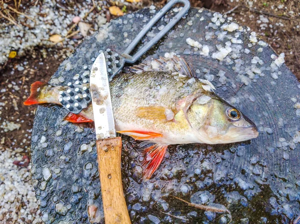 Close Peixes Poleiro Deitado Tronco Madeira — Fotografia de Stock