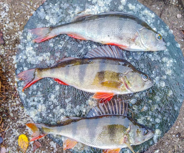 Peixes Poleiro Deitado Tronco Madeira — Fotografia de Stock