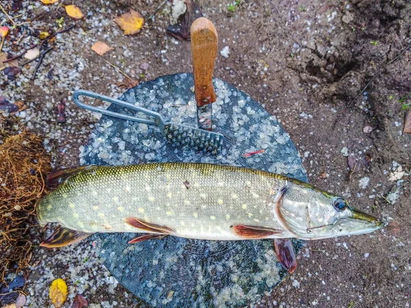 Primo Piano Pesce Persico Sdraiato Tronco Legno — Foto Stock