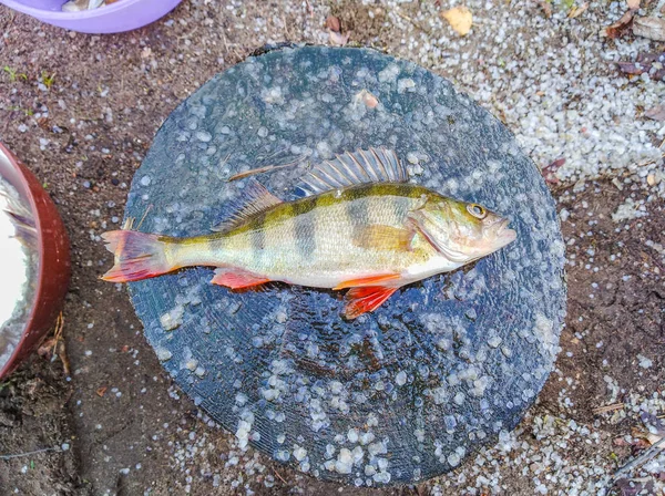 Ahşap Kütük Üstünde Yalan Levrek Balık Yakın Çekim — Stok fotoğraf
