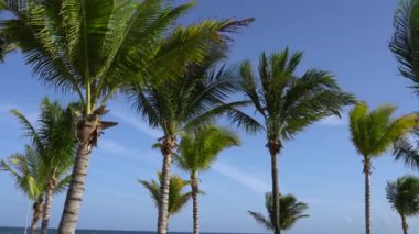 Hindistan cevizi avuç içi rüzgara karşı mavi gökyüzü içinde çırpınan yaprakları. Alt görünümü. Parlak güneşli bir günde. Riviera Maya Meksika