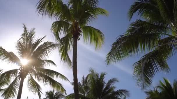 Blätter von Kokospalmen flattern im Wind gegen den blauen Himmel. Ansicht von unten. strahlend sonniger Tag. Riviera Maya Mexiko — Stockvideo