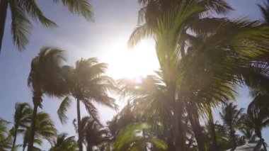 Hindistan cevizi avuç içi rüzgara karşı mavi gökyüzü içinde çırpınan yaprakları. Alt görünümü. Parlak güneşli bir günde. Riviera Maya Meksika