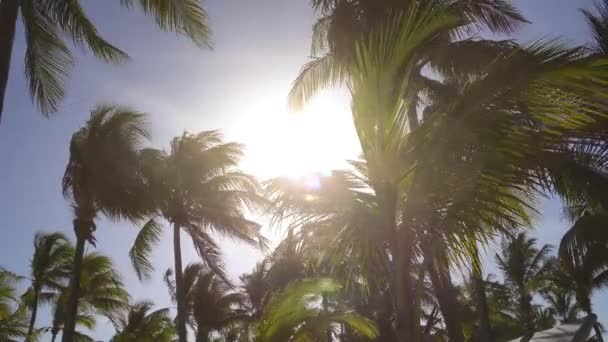 Blätter von Kokospalmen flattern im Wind gegen den blauen Himmel. Ansicht von unten. strahlend sonniger Tag. Riviera Maya Mexiko — Stockvideo