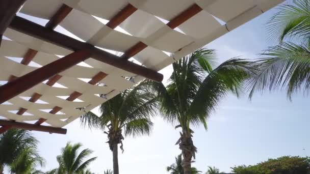 Bladen av kokospalmer som fladdrar i vinden mot blå himmel. Underifrån från under markis. Solig dag. Riviera Maya Mexico — Stockvideo