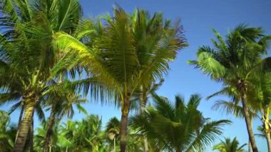 Hindistan cevizi avuç içi rüzgara karşı mavi gökyüzü içinde çırpınan yaprakları. Alt görünümü. Parlak güneşli bir günde. Riviera Maya Meksika