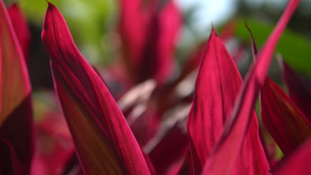Close-up view of a beautiful tropical flower of red color. Macro shot depth of field. Sunny day in Riviera Maya Mexico — Stock Video