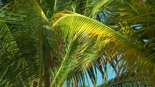 Bladen av kokospalmer som fladdrar i vinden mot blå himmel. Underifrån. Solig dag. Riviera Maya Mexico — Stockvideo