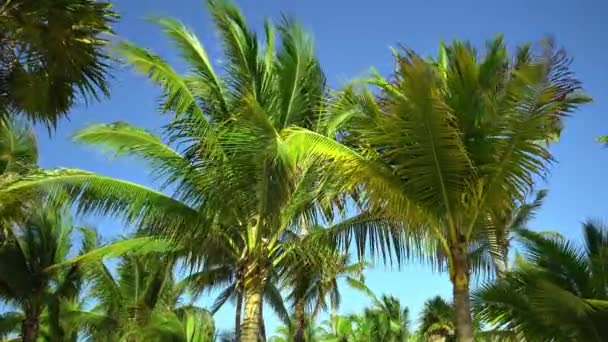 Blätter von Kokospalmen flattern im Wind gegen den blauen Himmel. Ansicht von unten. strahlend sonniger Tag. Riviera Maya Mexiko — Stockvideo