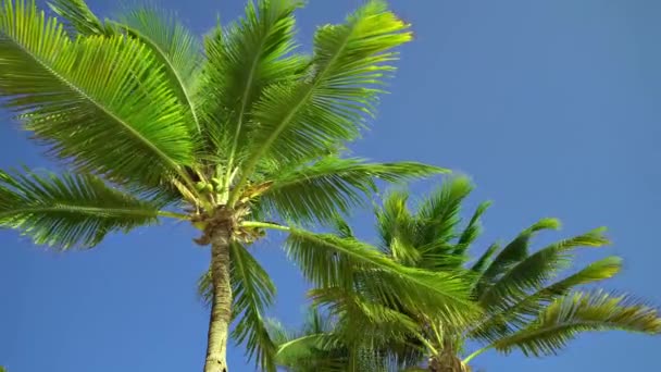 Листья кокосовых пальм трепещут на ветру против голубого неба. Вид снизу. Яркий солнечный день. Мексика: Ривьера Майя — стоковое видео