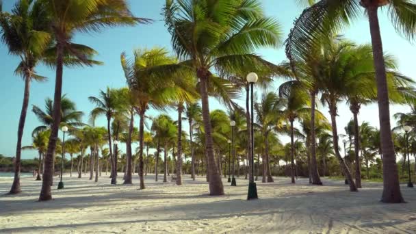 Utsikt över tropiska stranden genom kokospalmer på sunset. Skuggor av träd palmblad fladdrande på texturerat sandstrand. Turkosa vattnet i Karibiska havet. Riviera Maya Mexico. — Stockvideo