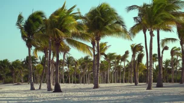 Blick auf den tropischen Strand durch Kokospalmen bei Sonnenuntergang. Schatten von Palmenwedeln flattern auf einem strukturierten Sandstrand. Karibik. Riviera Maya Mexiko — Stockvideo