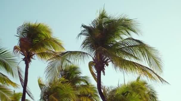 Hojas de cocoteros revoloteando en el viento contra el cielo azul. Vista de abajo. Un día soleado brillante. Riviera Maya México — Vídeo de stock