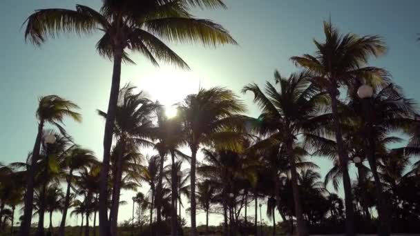 Listy kokosových palem vlaje ve větru proti modré obloze. Pohled zdola. Jasný slunečný den. Riviera Maya Mexiko — Stock video